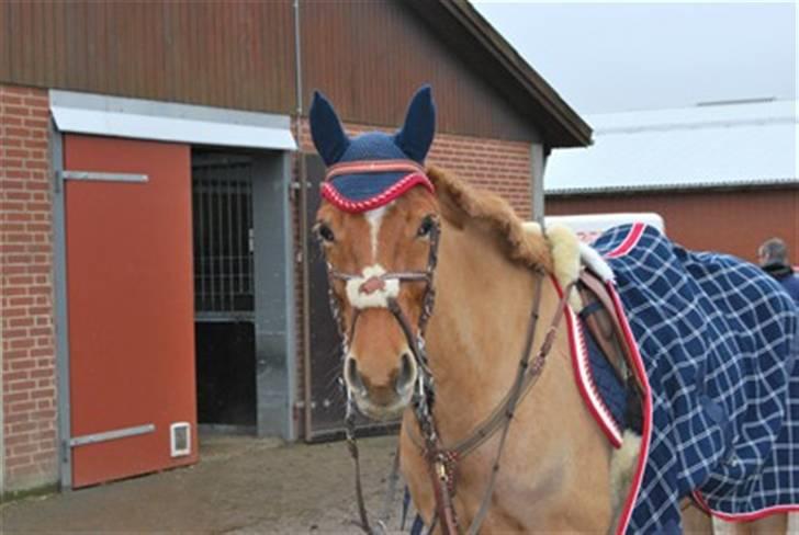 Anden særlig race Sweet Sunshine EFTERLYSES - Sunshine til hendes første stævne udenbys:) hun var rigtig dygtiig! billede 10