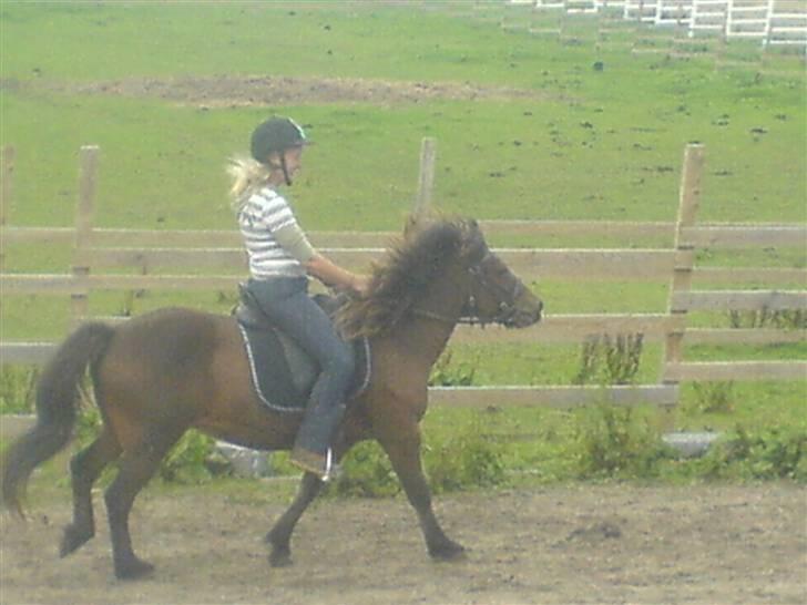 Islænder Náttfreyja f. Dyssemosen - Himmelhest billede 11