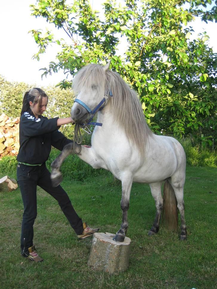 Islænder Frigg fra Donstedet (: <3 - træning i haven (; billede 10