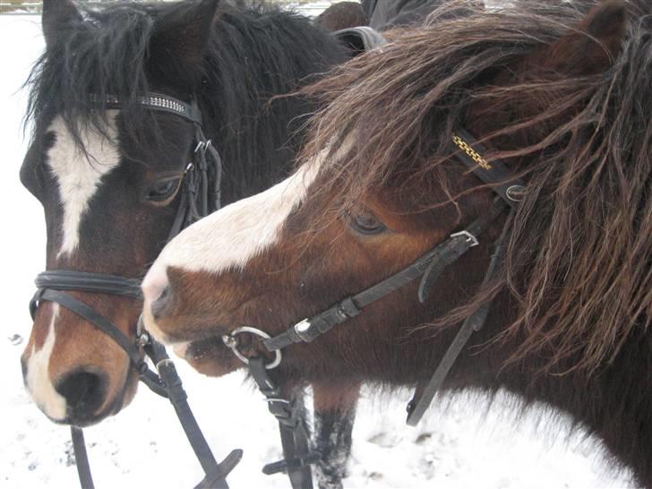 Welsh Mountain (sec A) Mosedalens Kiro-BasseMand - Himmelhest billede 14
