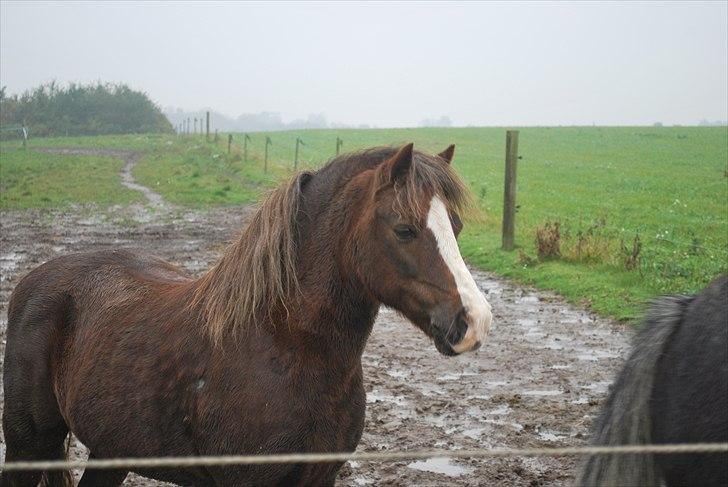 Welsh Mountain (sec A) Mosedalens Kiro-BasseMand - Himmelhest billede 15