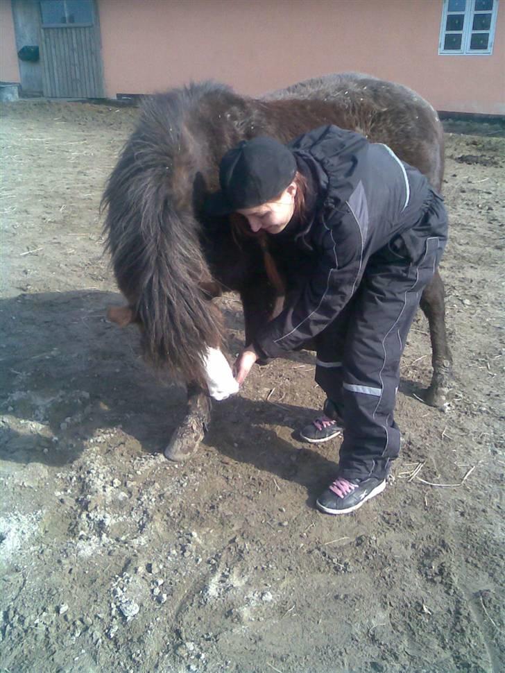 Welsh Mountain (sec A) Mosedalens Kiro-BasseMand - Himmelhest billede 16