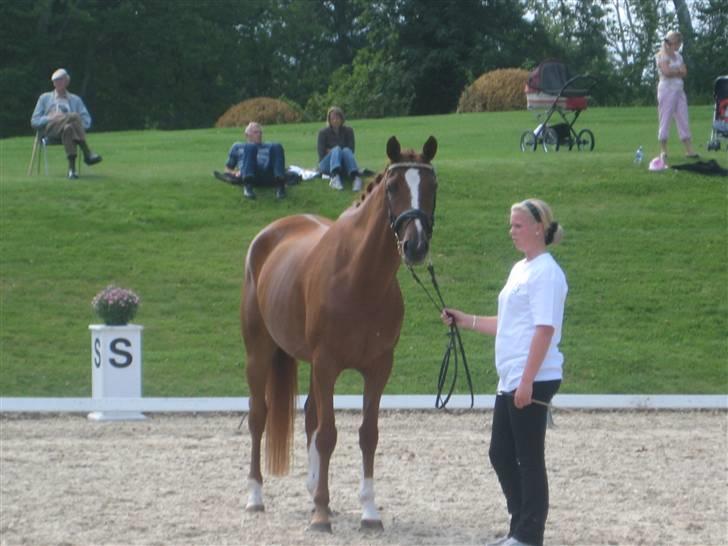 Trakehner Panna Cotta billede 6