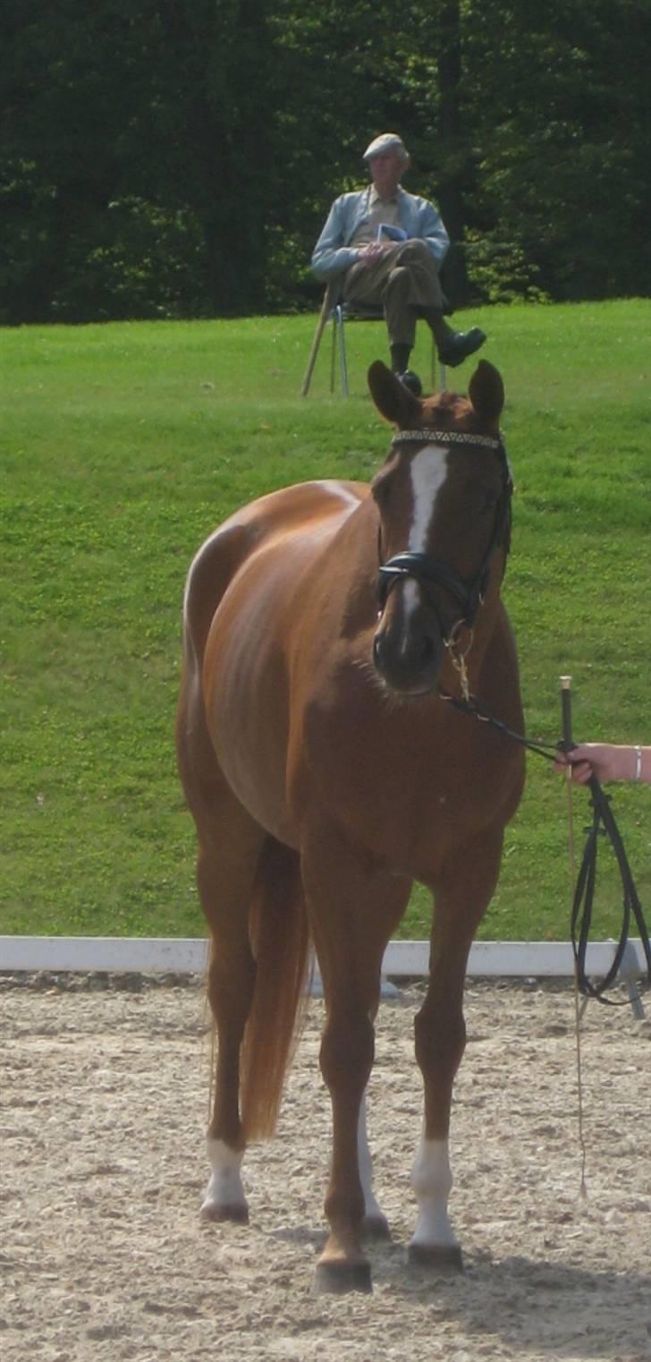 Trakehner Panna Cotta billede 7