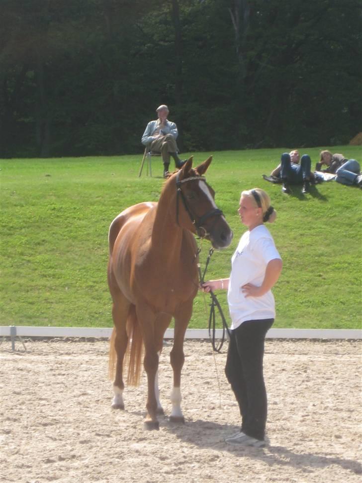 Trakehner Panna Cotta billede 8