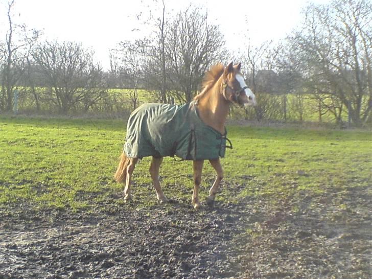 Anden særlig race Gejlgaards Buller (Video) billede 10