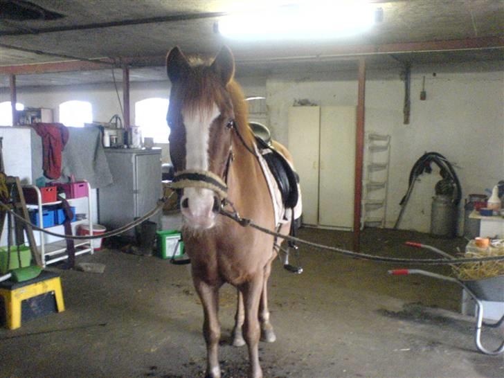 Anden særlig race Gejlgaards Buller (Video) - En af de sidste ture på dig billede 11