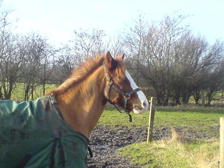 Anden særlig race Gejlgaards Buller (Video) billede 12