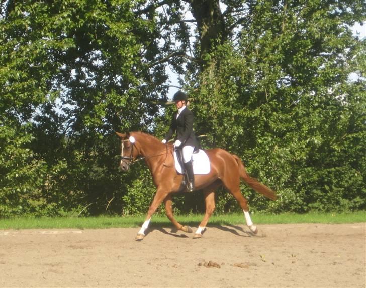 Trakehner Panna Cotta billede 11