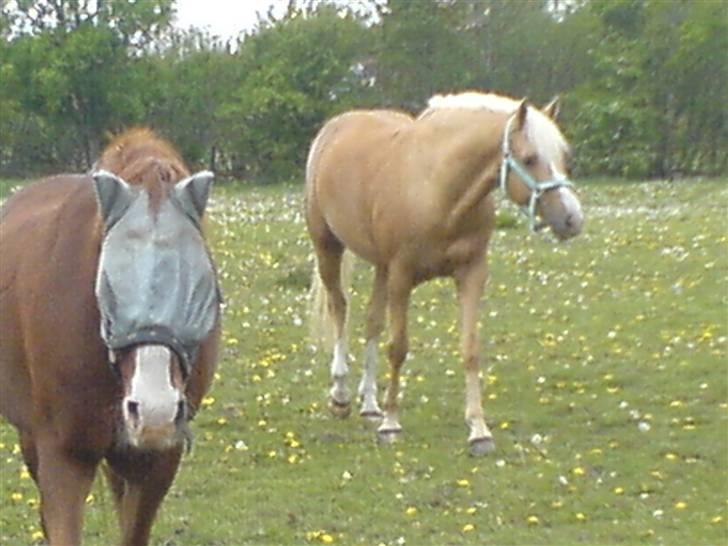 Anden særlig race Gejlgaards Buller (Video) billede 13