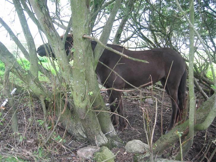 Islænder Síf fra Brösarpsgård - hehe .. síf står inde under t træ.  billede 7