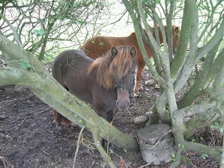 Islænder Síf fra Brösarpsgård - síf, som står sammen med rós under træet. :b billede 8