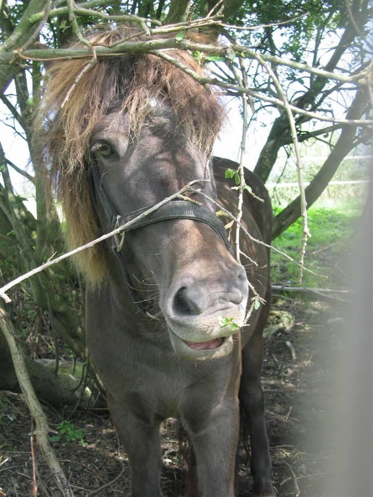 Islænder Síf fra Brösarpsgård - Sjove Síf .D billede 9