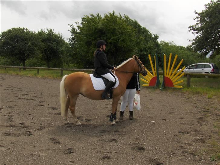 Haflinger kløv´s puk  billede 10