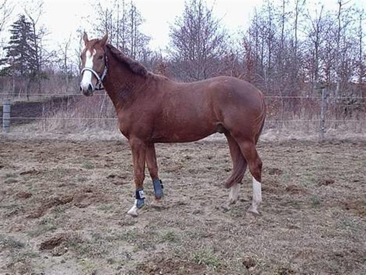 Anden særlig race Estrupvangs Poseidon - Han er så søøød her :D billede 12