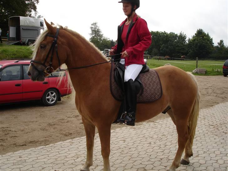 Haflinger RøgtergårdensWinner solgt - jagt d. 7/9-08 billede 20