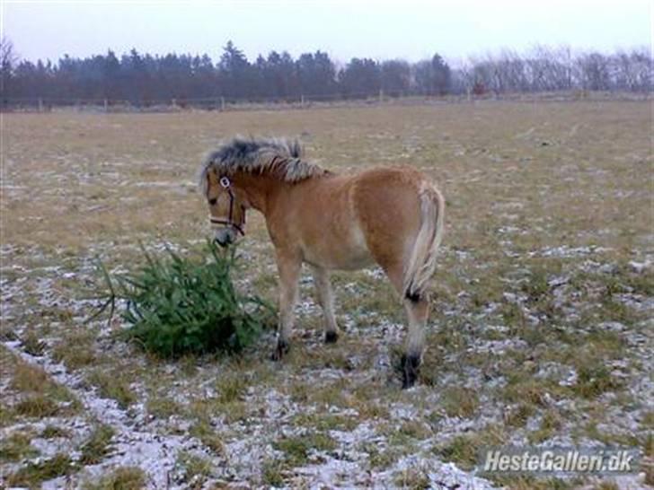 Anden særlig race Ida.  - Ida ca. 7-8 mdr. Hesten skal jo også vide det er jul billede 4