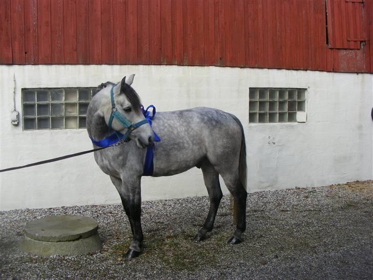 Connemara | Tour/Tut <3 Solgt - 14# Smukke Tut!<3 Shinet op til at skulle overrækkes til son nye ejer, Nana :,)<3 Foto: Malene Friis billede 14