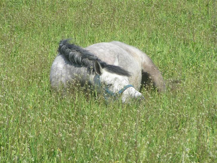 Connemara | Tour/Tut <3 Solgt - 15# Puha!! Det er hårdt at være pony nu til dags xD .. Så er det godt man kan tage sig en ordenlig slapper ude på folden ;p Foto: Malene Friis billede 15