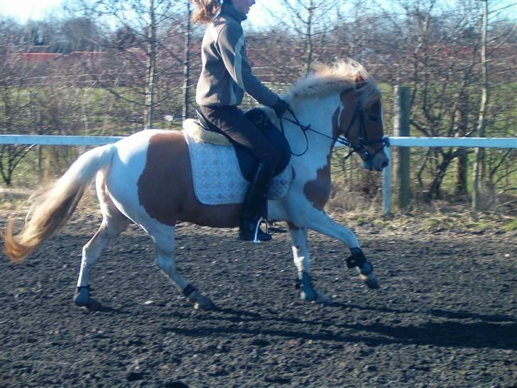 Anden særlig race Rosa billede 1