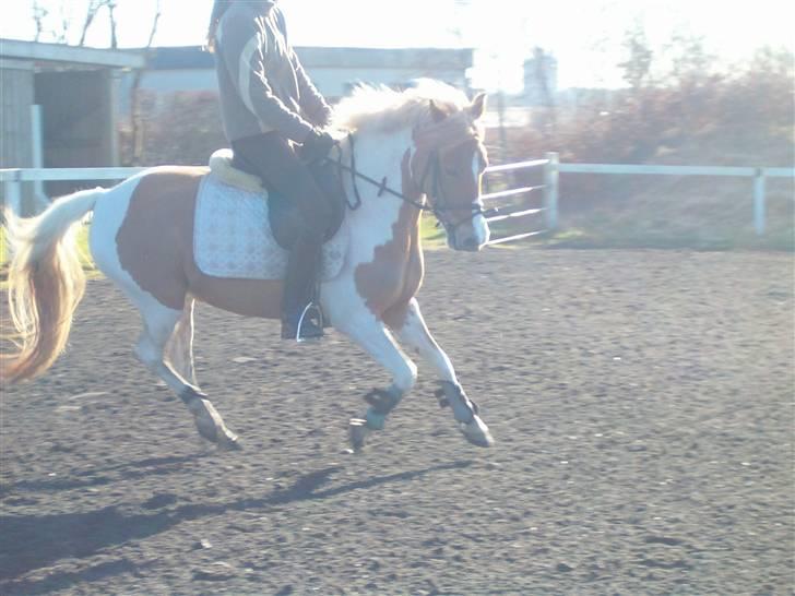 Anden særlig race Rosa billede 2