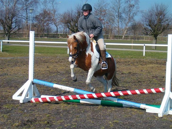 Anden særlig race Rosa billede 3