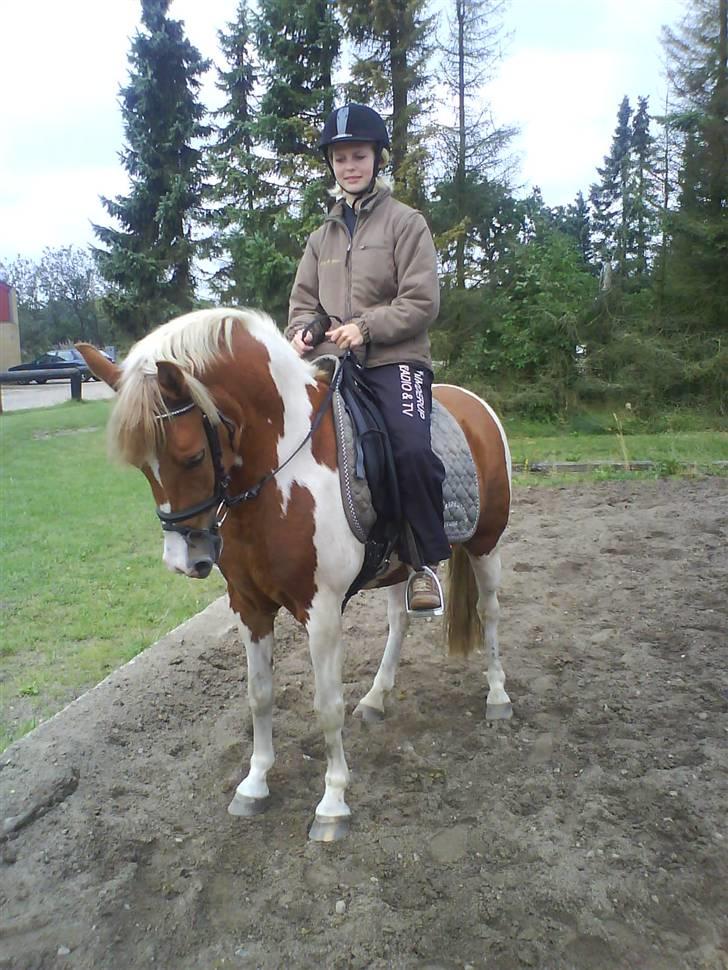 Anden særlig race Rosa billede 4