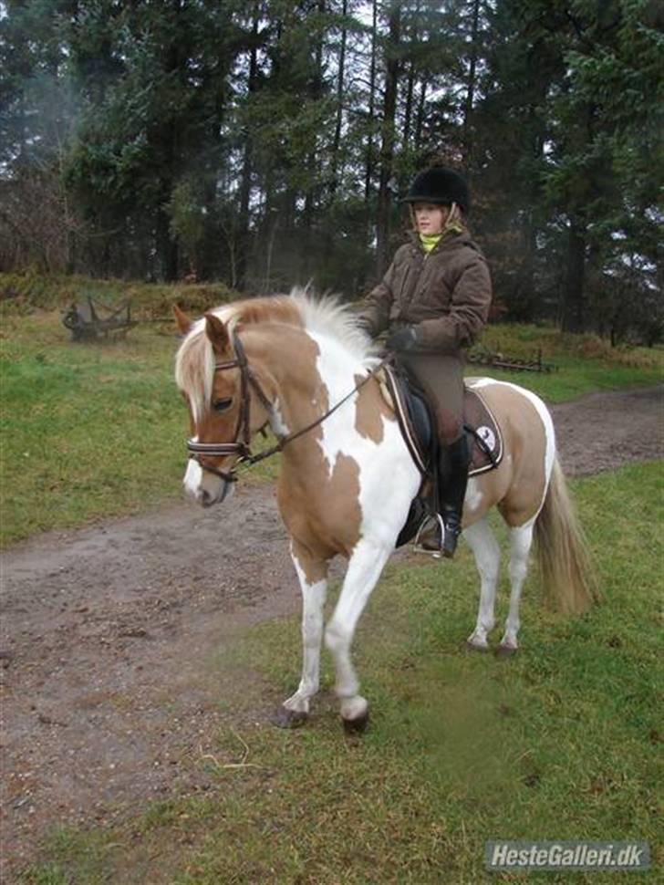 Anden særlig race Rosa billede 5