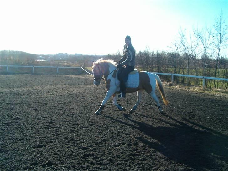 Anden særlig race Rosa billede 6