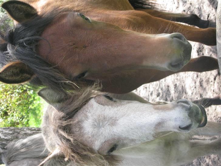 Islænder Hiti frá Kallehaugegaard billede 7