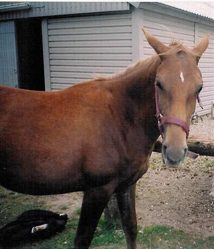 Anden særlig race Denise Springtime (solgt) - Denise 2 år gammel ca billede 13