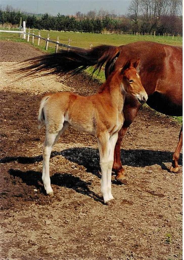 Anden særlig race Denise Springtime (solgt) - Lille Denise Sprngtime. (2000) billede 15