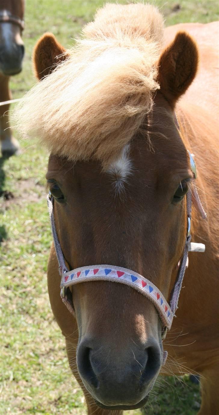 Shetlænder Klaus - smuksakken  billede 1