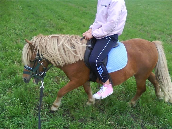 Shetlænder Klaus - Første gang Klaus blir redet (den gang jeg red med blå) billede 2