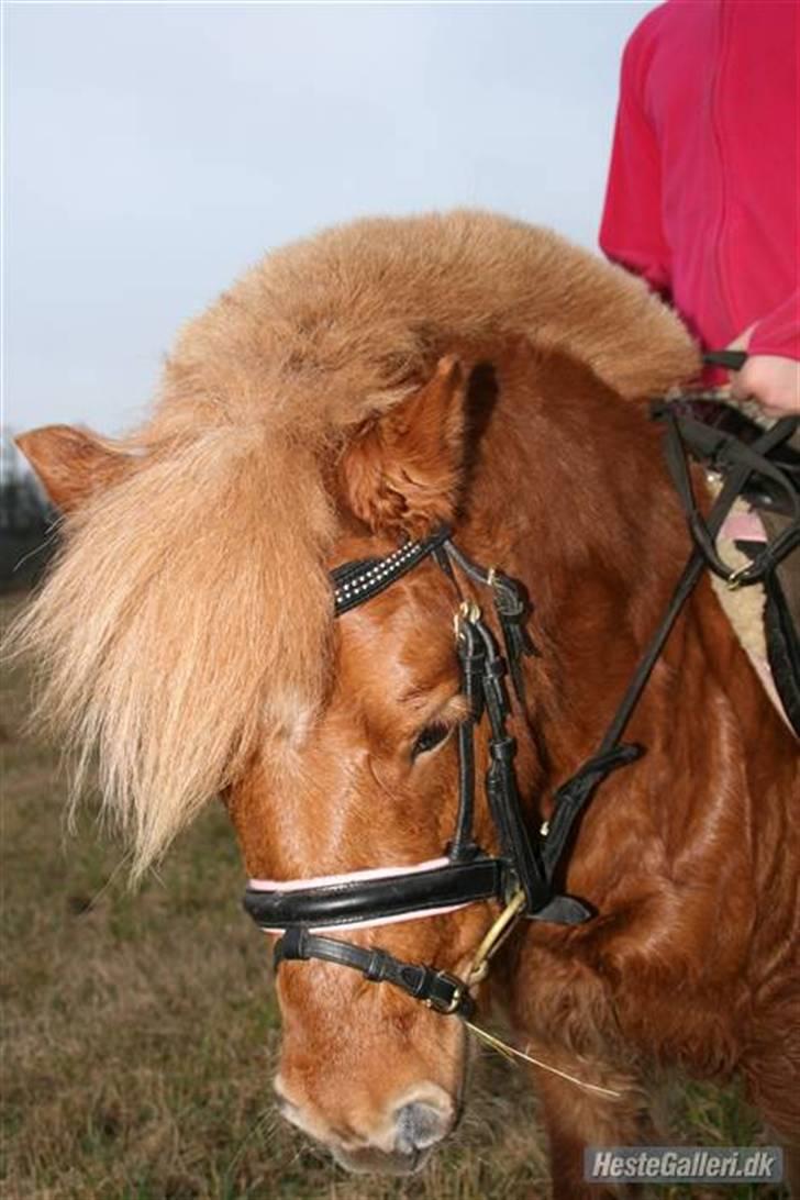 Shetlænder Klaus - jeg elsker dig så meget og jeg savner dig så f**king mega meget skatter basse <3 billede 3