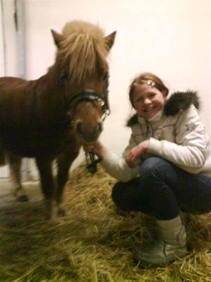 Shetlænder Klaus - Klaus jeg kan ikke beskrive mig kærelighed til dig,de timer vi to havde ude i den stal der, det betyder så meget for mig <3 billede 4