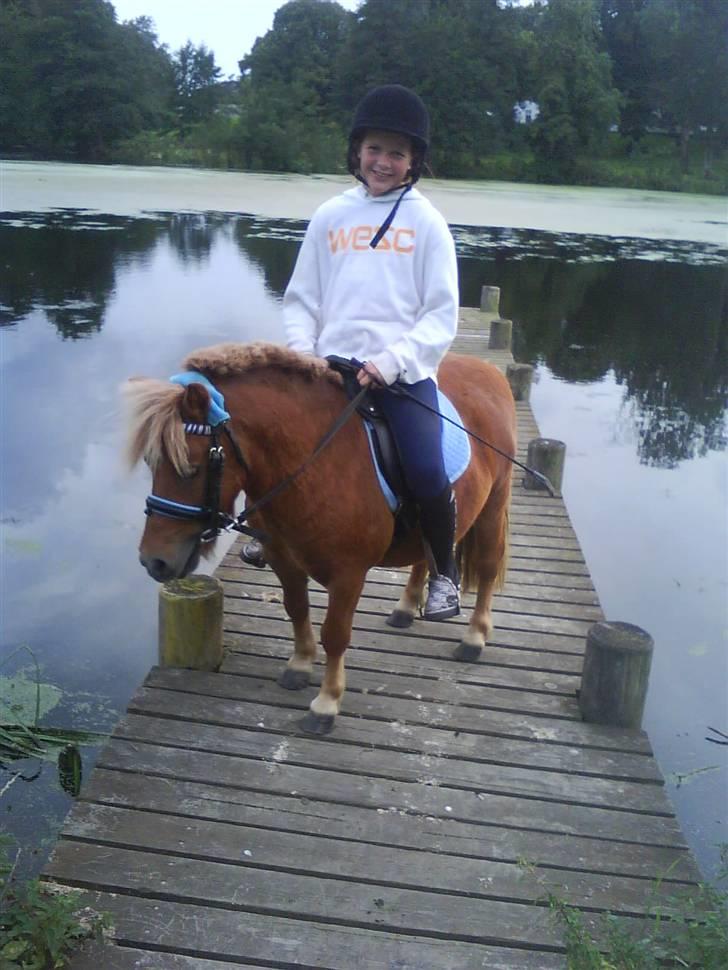 Shetlænder Klaus - ude på bade broen (den gang jeg red med blå) billede 5