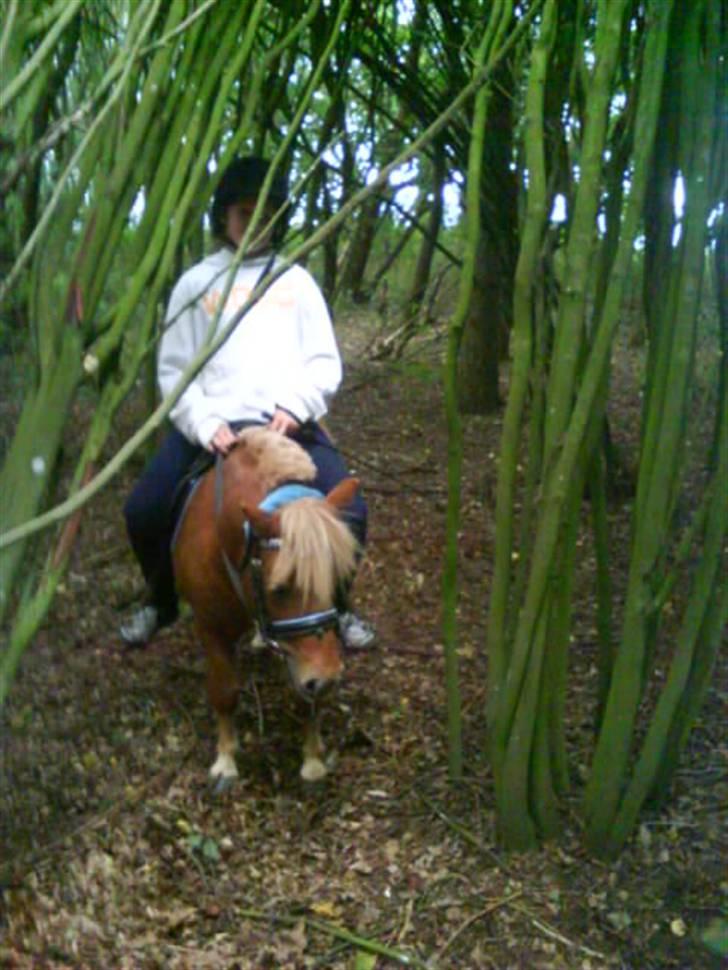 Shetlænder Klaus - i skoven første gang (den gang jeg red med blå) billede 6