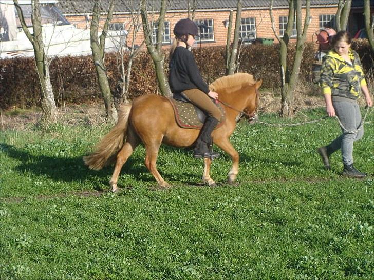 Anden særlig race Snuske *soglt og savnet* billede 1