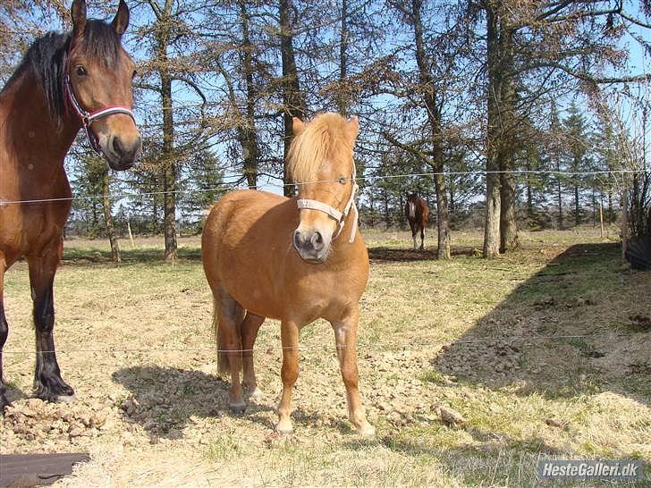 Anden særlig race Snuske *soglt og savnet* billede 2