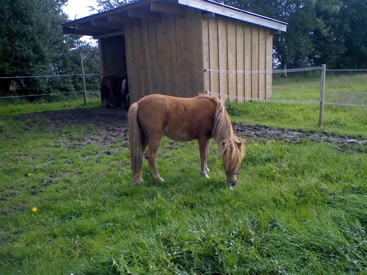 Anden særlig race Snuske *soglt og savnet* billede 3