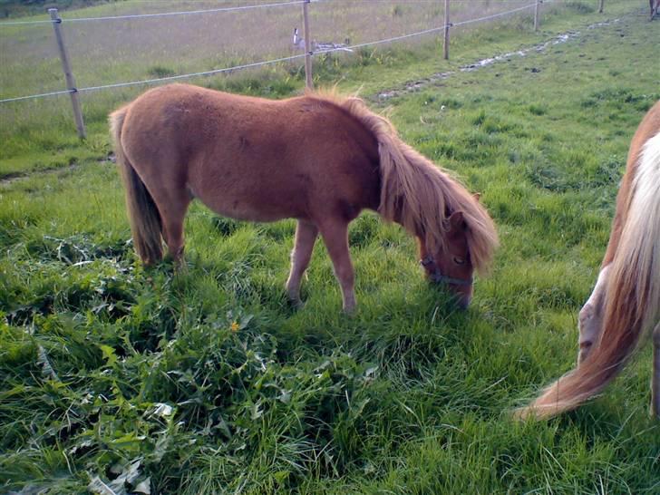 Anden særlig race Snuske *soglt og savnet* billede 4