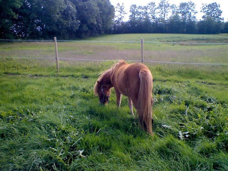 Anden særlig race Snuske *soglt og savnet* billede 5