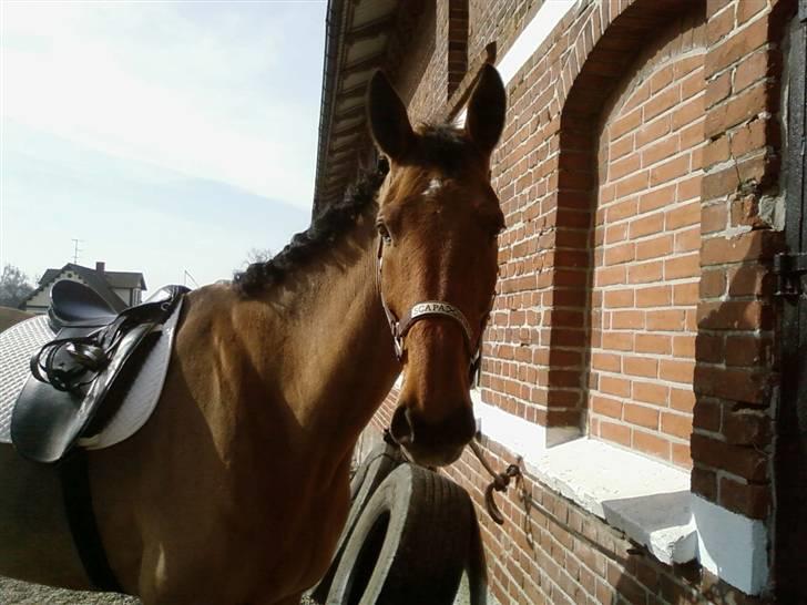 Dansk Varmblod Rex højvang - 6  billede 6