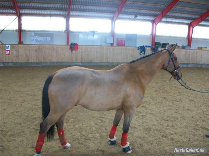 Dansk Varmblod Rex højvang - 8  billede 8