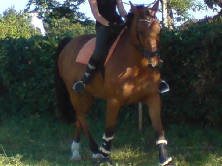 Dansk Varmblod Rex højvang - 9  billede 9