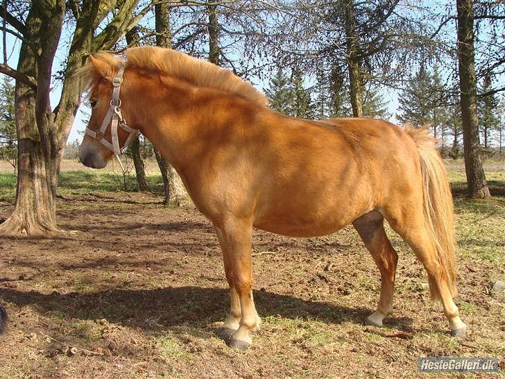 Anden særlig race Snuske *soglt og savnet* billede 6