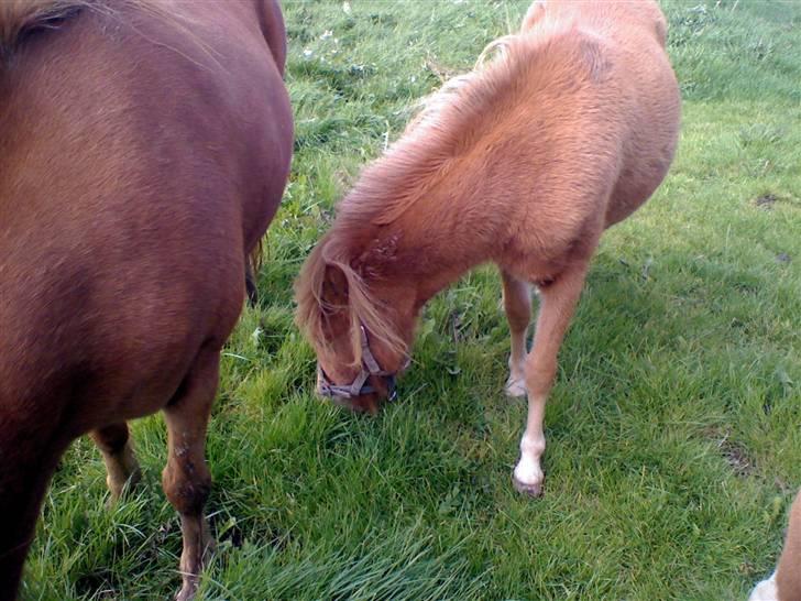 Anden særlig race Snuske *soglt og savnet* billede 7