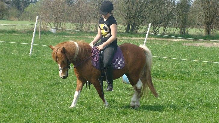 Anden særlig race Laika  billede 1