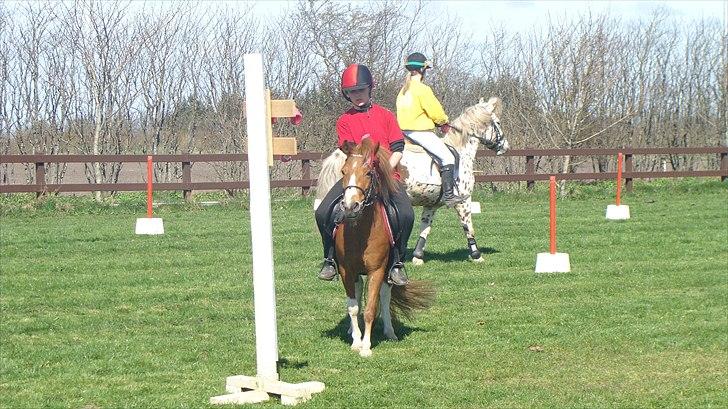 Anden særlig race Laika  billede 2